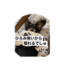 衣の毎日（個別スタンプ：23）