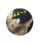 チョマスタンプ（個別スタンプ：3）