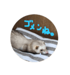 チョマスタンプ（個別スタンプ：4）