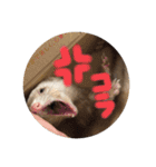 チョマスタンプ（個別スタンプ：5）