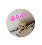 チョマスタンプ（個別スタンプ：6）