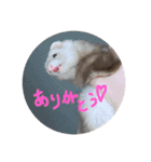 チョマスタンプ（個別スタンプ：9）