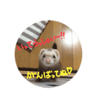 チョマスタンプ（個別スタンプ：10）