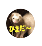 チョマスタンプ（個別スタンプ：13）
