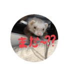 チョマスタンプ（個別スタンプ：22）