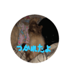 チョマスタンプ（個別スタンプ：23）