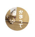 チワワのアース君（個別スタンプ：3）