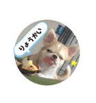 チワワのアース君（個別スタンプ：5）