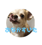 チワワのアース君（個別スタンプ：6）