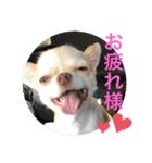 チワワのアース君（個別スタンプ：7）