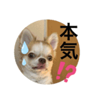 チワワのアース君（個別スタンプ：8）
