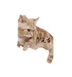 マンチカンの万作（個別スタンプ：13）