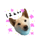 白柴犬諭吉行事（個別スタンプ：1）