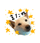白柴犬諭吉行事（個別スタンプ：2）