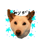 白柴犬諭吉行事（個別スタンプ：3）