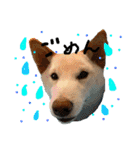 白柴犬諭吉行事（個別スタンプ：4）