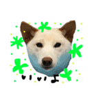 白柴犬諭吉行事（個別スタンプ：5）