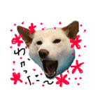 白柴犬諭吉行事（個別スタンプ：6）