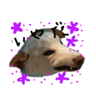 白柴犬諭吉行事（個別スタンプ：7）