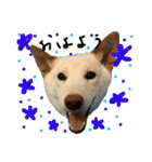 白柴犬諭吉行事（個別スタンプ：9）