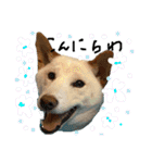 白柴犬諭吉行事（個別スタンプ：10）