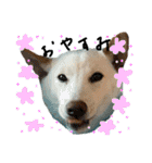 白柴犬諭吉行事（個別スタンプ：11）