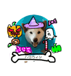 白柴犬諭吉行事（個別スタンプ：12）