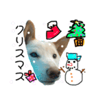 白柴犬諭吉行事（個別スタンプ：13）