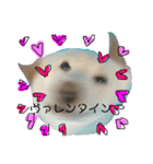 白柴犬諭吉行事（個別スタンプ：15）