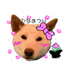 白柴犬諭吉行事（個別スタンプ：16）