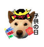 白柴犬諭吉行事（個別スタンプ：17）