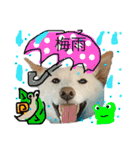 白柴犬諭吉行事（個別スタンプ：18）