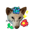 白柴犬諭吉行事（個別スタンプ：20）