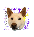 白柴犬諭吉行事（個別スタンプ：21）