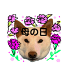 白柴犬諭吉行事（個別スタンプ：22）