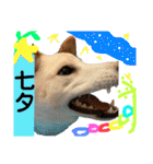白柴犬諭吉行事（個別スタンプ：24）