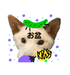 白柴犬諭吉行事（個別スタンプ：25）