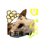白柴犬諭吉行事（個別スタンプ：26）