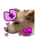白柴犬諭吉行事（個別スタンプ：28）