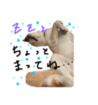 白柴犬諭吉行事（個別スタンプ：29）