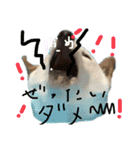 白柴犬諭吉行事（個別スタンプ：30）