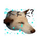 白柴犬諭吉行事（個別スタンプ：31）