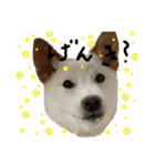 白柴犬諭吉行事（個別スタンプ：32）