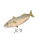 そうたが描いた魚（個別スタンプ：2）