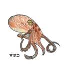 そうたが描いた魚（個別スタンプ：4）