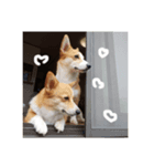 コーギーのくうかい（個別スタンプ：4）
