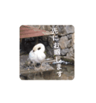 社員のゆるーい1日（個別スタンプ：1）