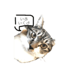 猫のぽとふ（個別スタンプ：1）