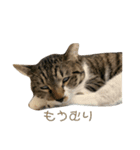 猫のぽとふ（個別スタンプ：2）