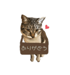 猫のぽとふ（個別スタンプ：3）